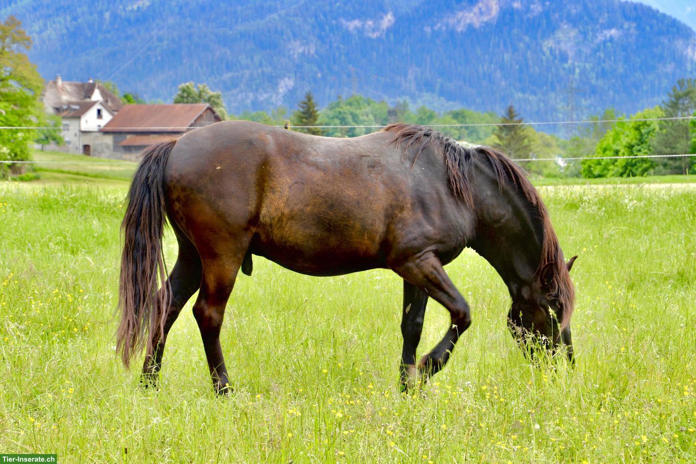 Bild 2: Dakota, ein 9-jähriger Wallach, Stockmass ca 150cm, Barhuf