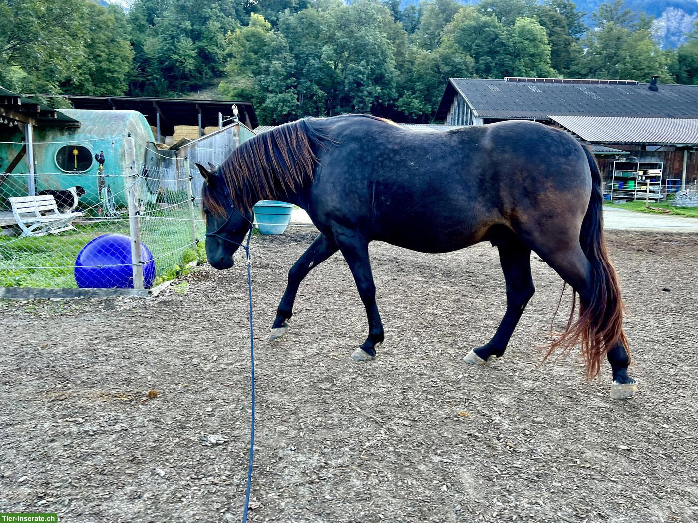 Bild 3: Dakota, ein 9-jähriger Wallach, Stockmass ca 150cm, Barhuf