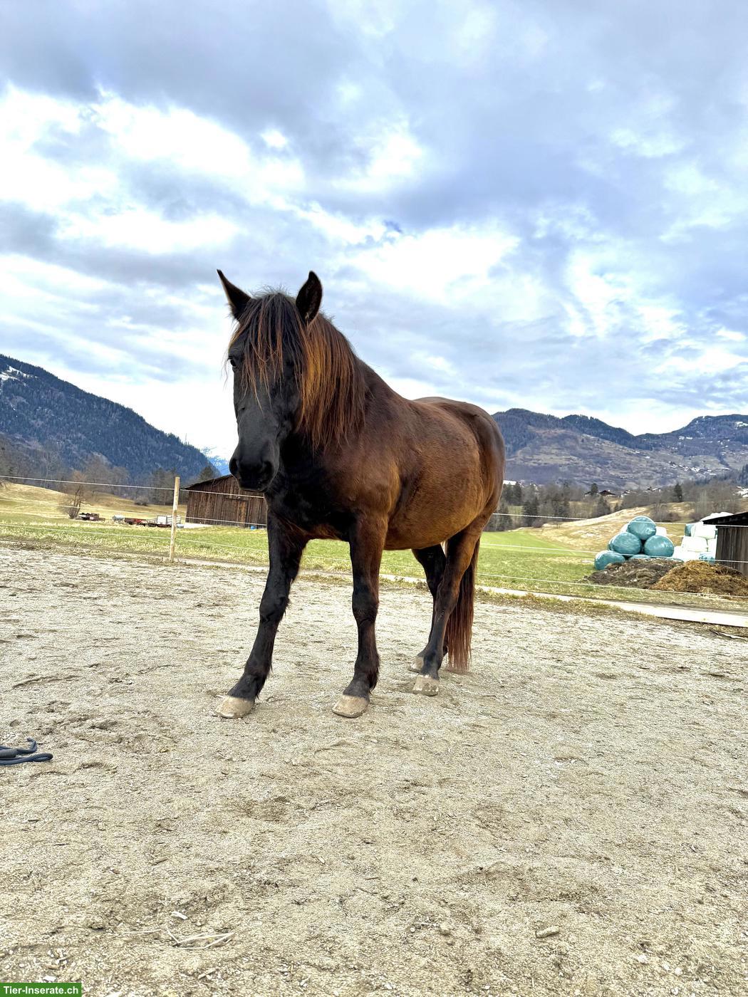 Bild 4: Dakota, ein 9-jähriger Wallach, Stockmass ca 150cm, Barhuf