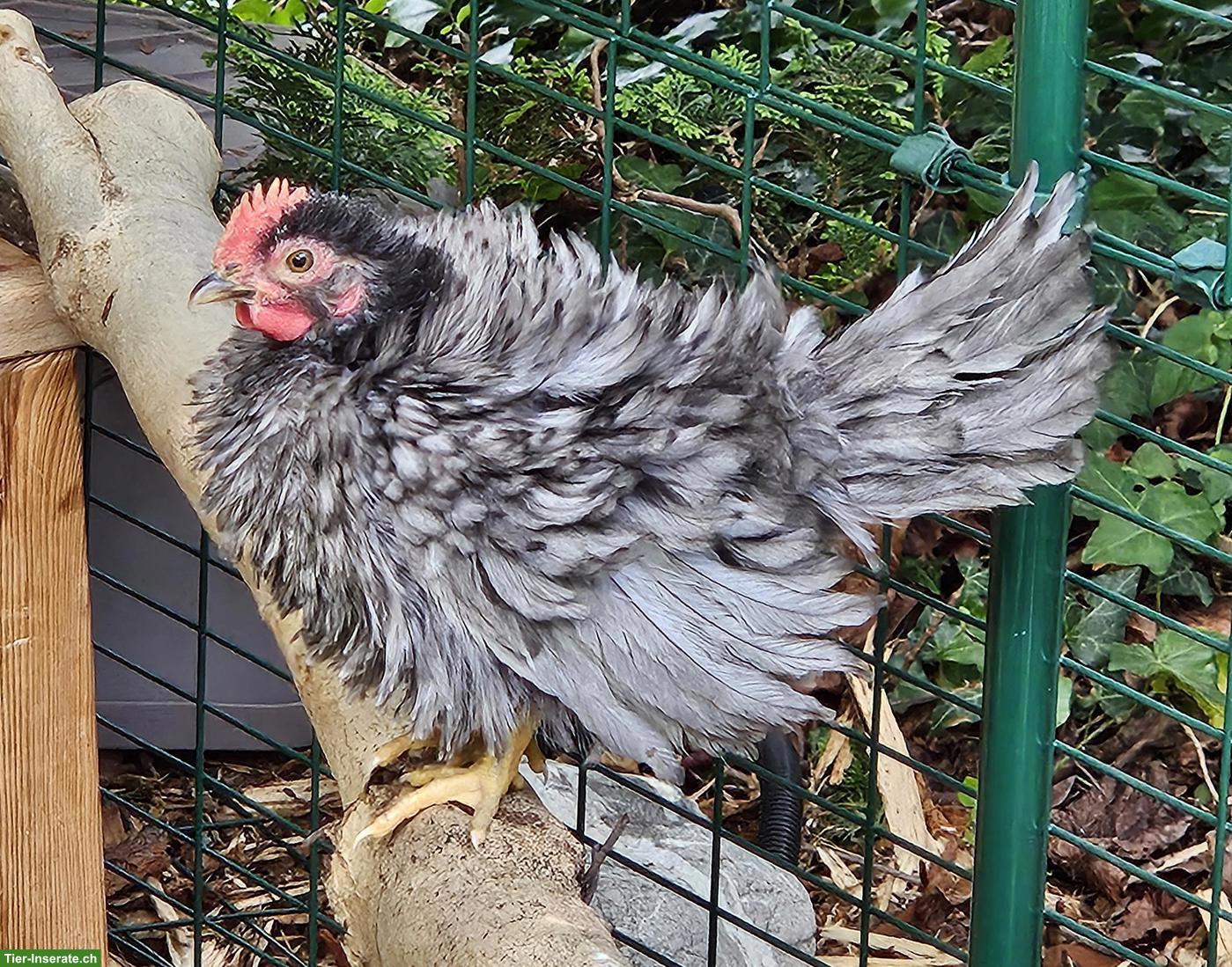 Bild 2: Schöne Chabo Junghähne DRINGEND abzugeben