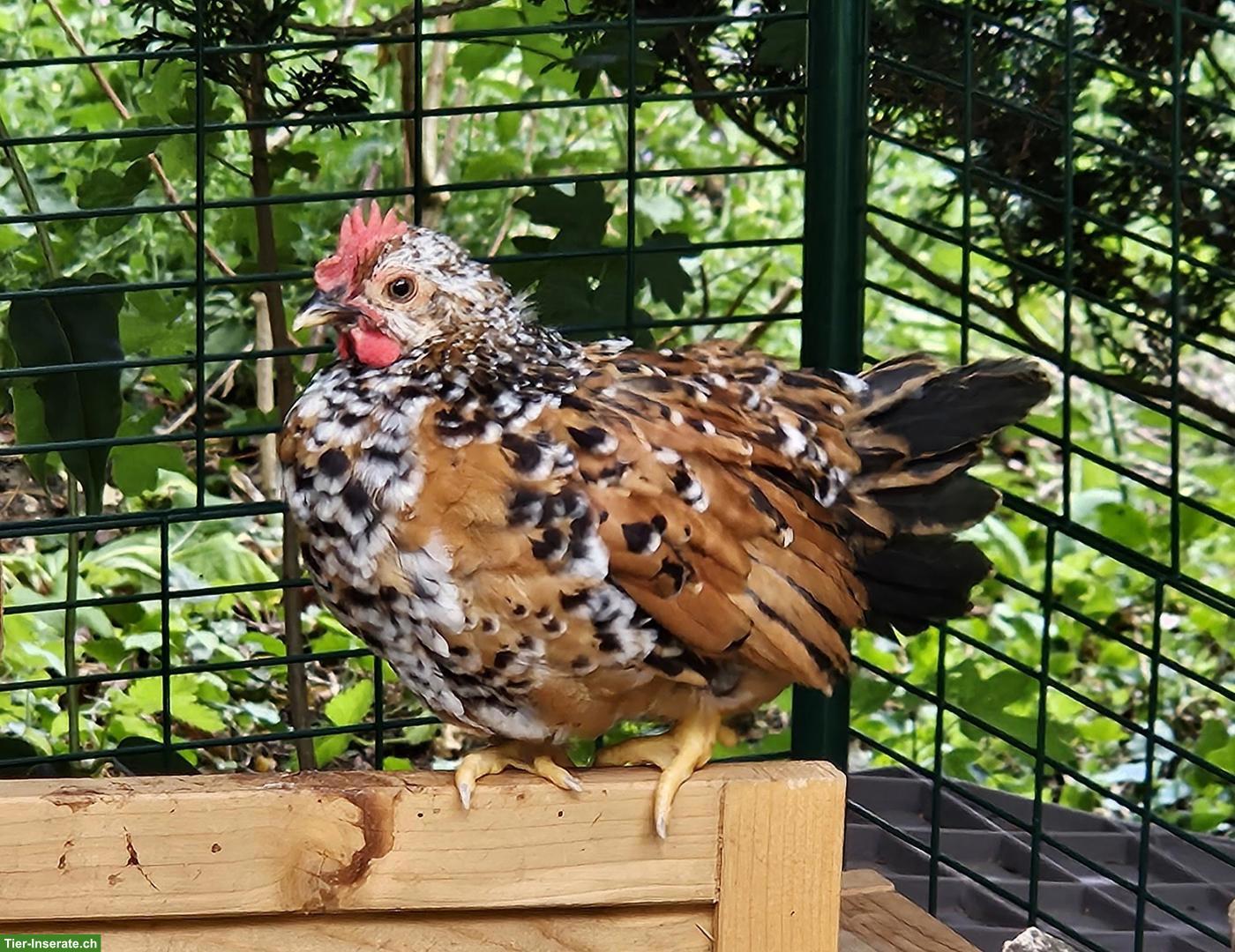 Bild 3: Schöne Chabo Junghähne DRINGEND abzugeben
