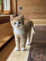 Babykatze rot/weiss, stubenrein vom Bauernhof