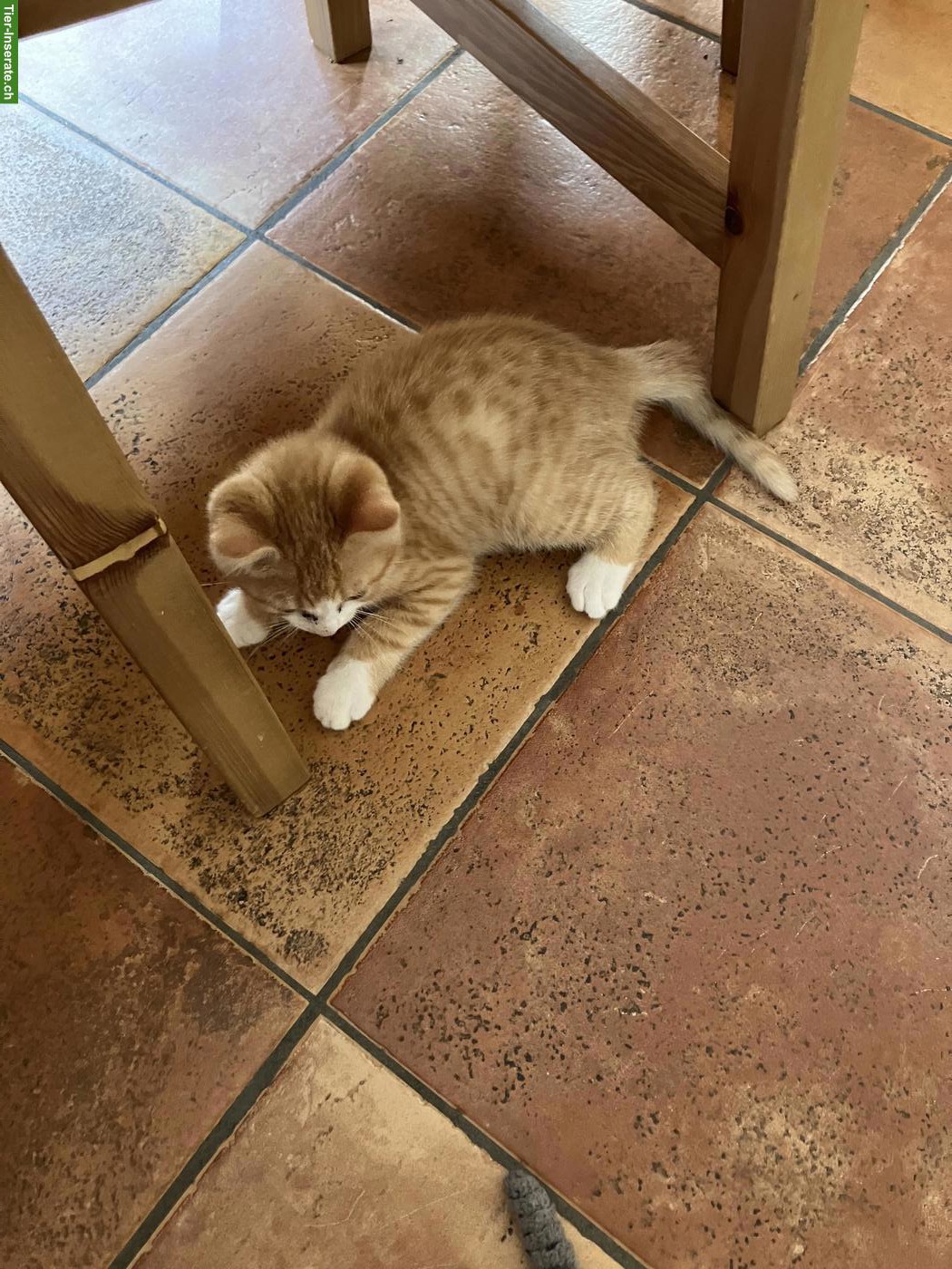 Bild 2: Babykatze rot/weiss, stubenrein vom Bauernhof