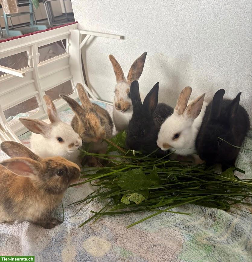 Bild 4: Junge Kaninchen (Mischlinge) zu verkaufen