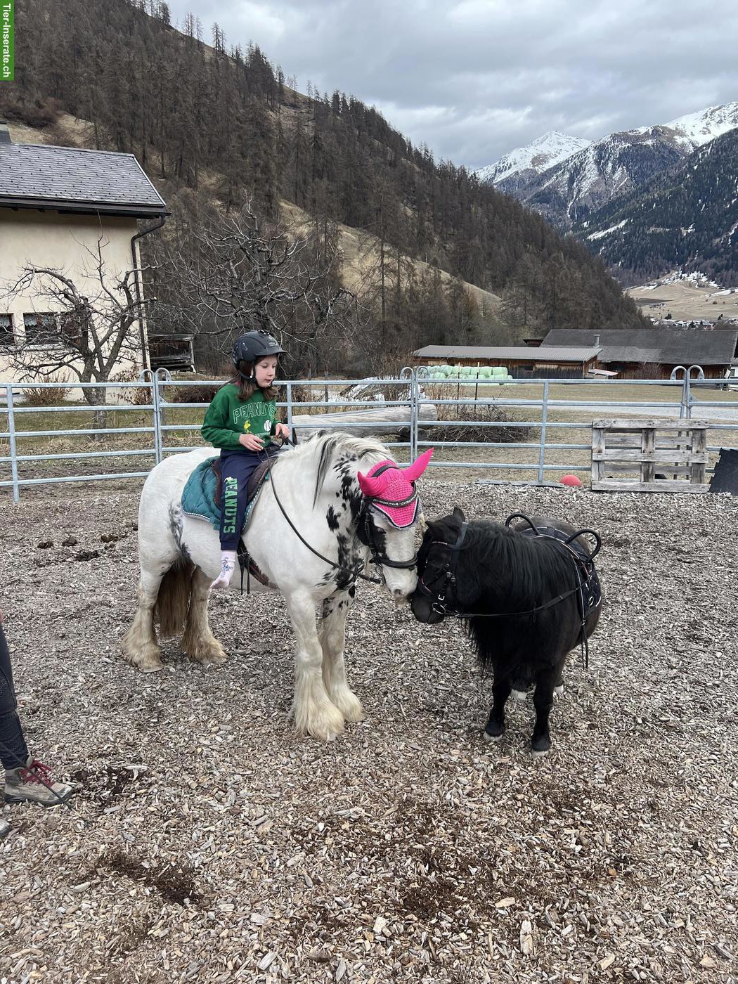 Ponys ans Futter - ideal für Ponyhof mit Kinder...