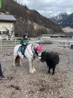 Ponys ans Futter - ideal für Ponyhof mit Kinder...