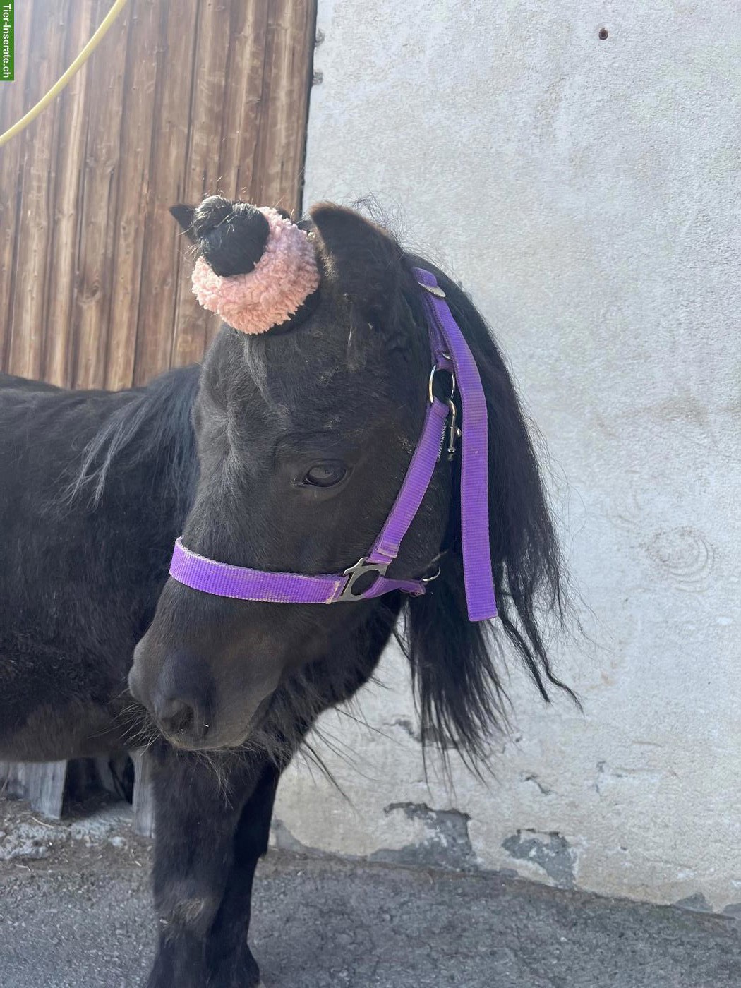 Bild 10: Ponys ans Futter - ideal für Ponyhof mit Kinder...
