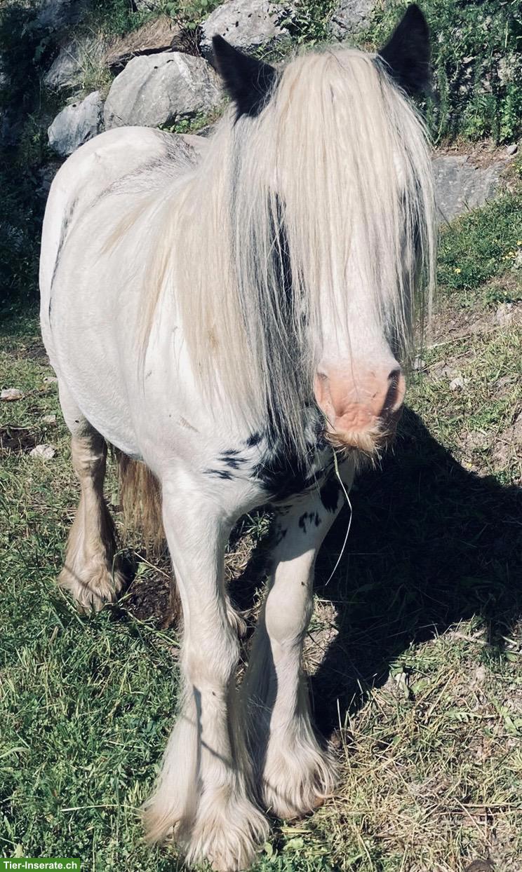 Bild 2: Ponys ans Futter - ideal für Ponyhof mit Kinder...