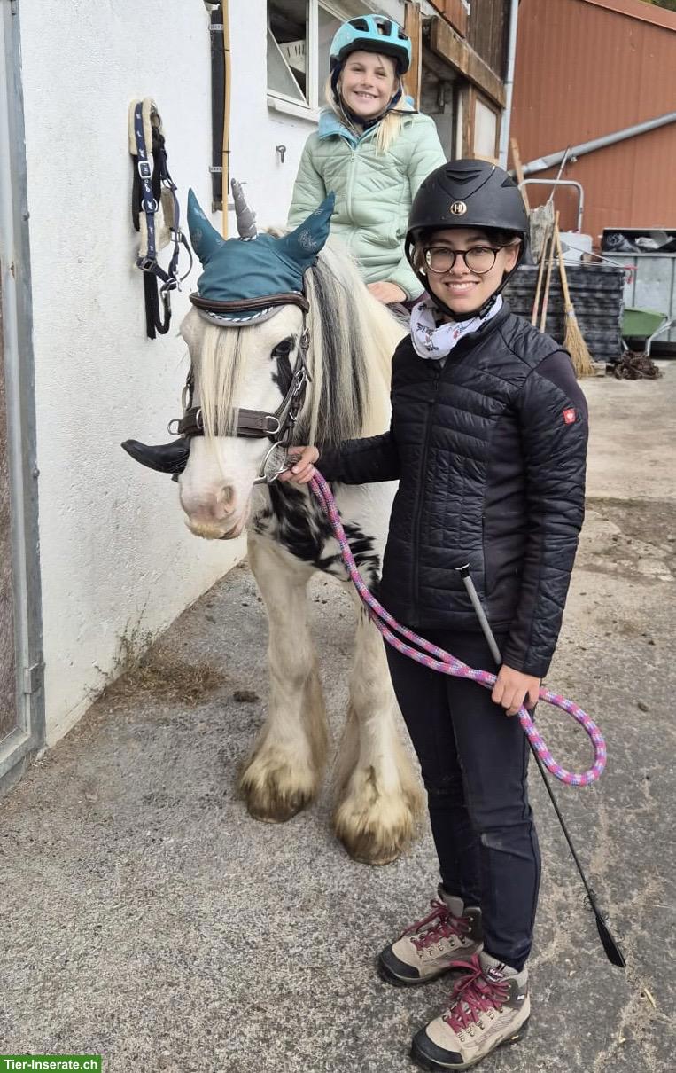 Bild 3: Ponys ans Futter - ideal für Ponyhof mit Kinder...