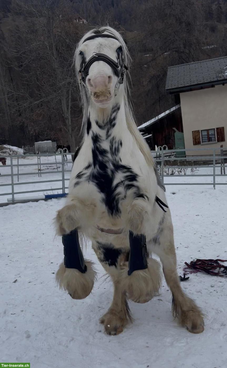 Bild 4: Ponys ans Futter - ideal für Ponyhof mit Kinder...