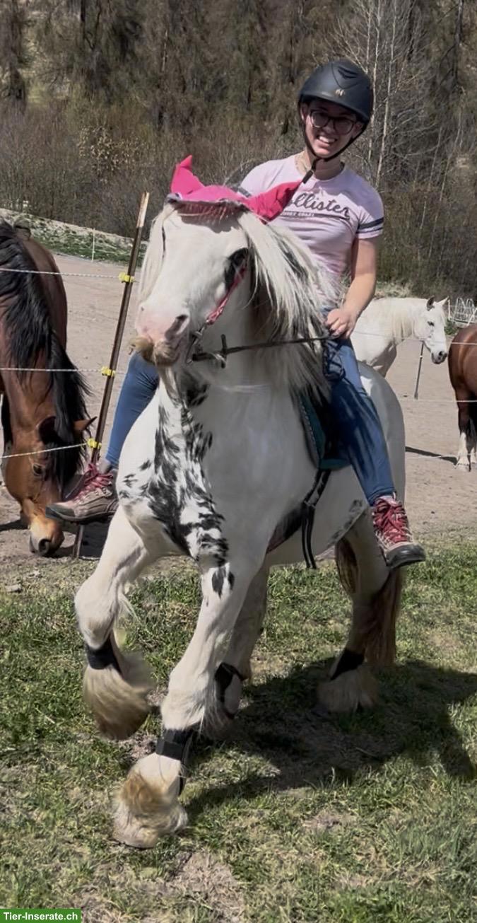 Bild 5: Ponys ans Futter - ideal für Ponyhof mit Kinder...