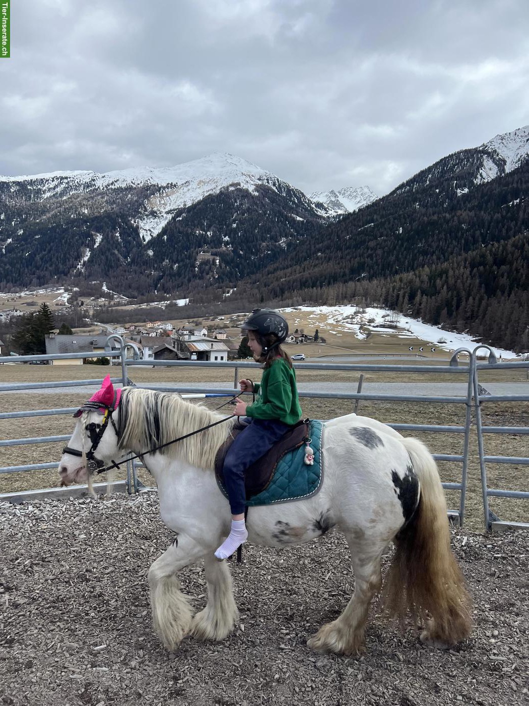 Bild 6: Ponys ans Futter - ideal für Ponyhof mit Kinder...
