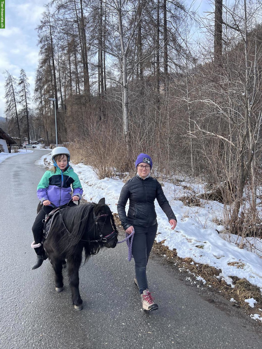 Bild 9: Ponys ans Futter - ideal für Ponyhof mit Kinder...