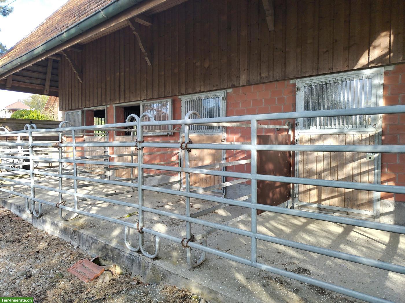 Bild 2: Pensionsstall in Bannwil | Freie Plätze für Pferde und Ponys