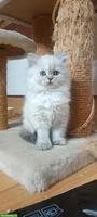 Junge Selkirk Rex Longhair x BLH Point (m/w) Kätzchen