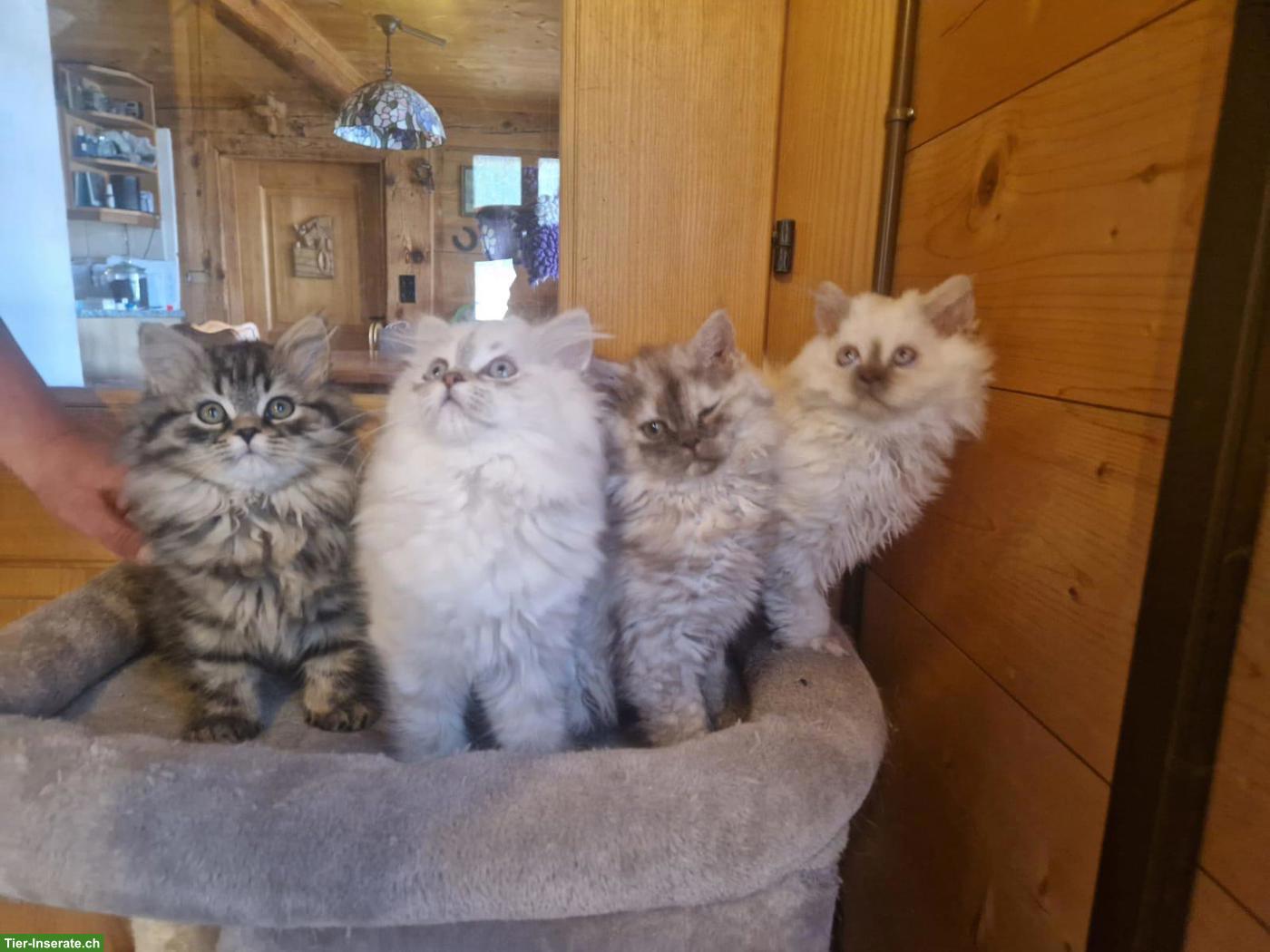 Bild 2: Junge Selkirk Rex Longhair x BLH Point (m/w) Kätzchen