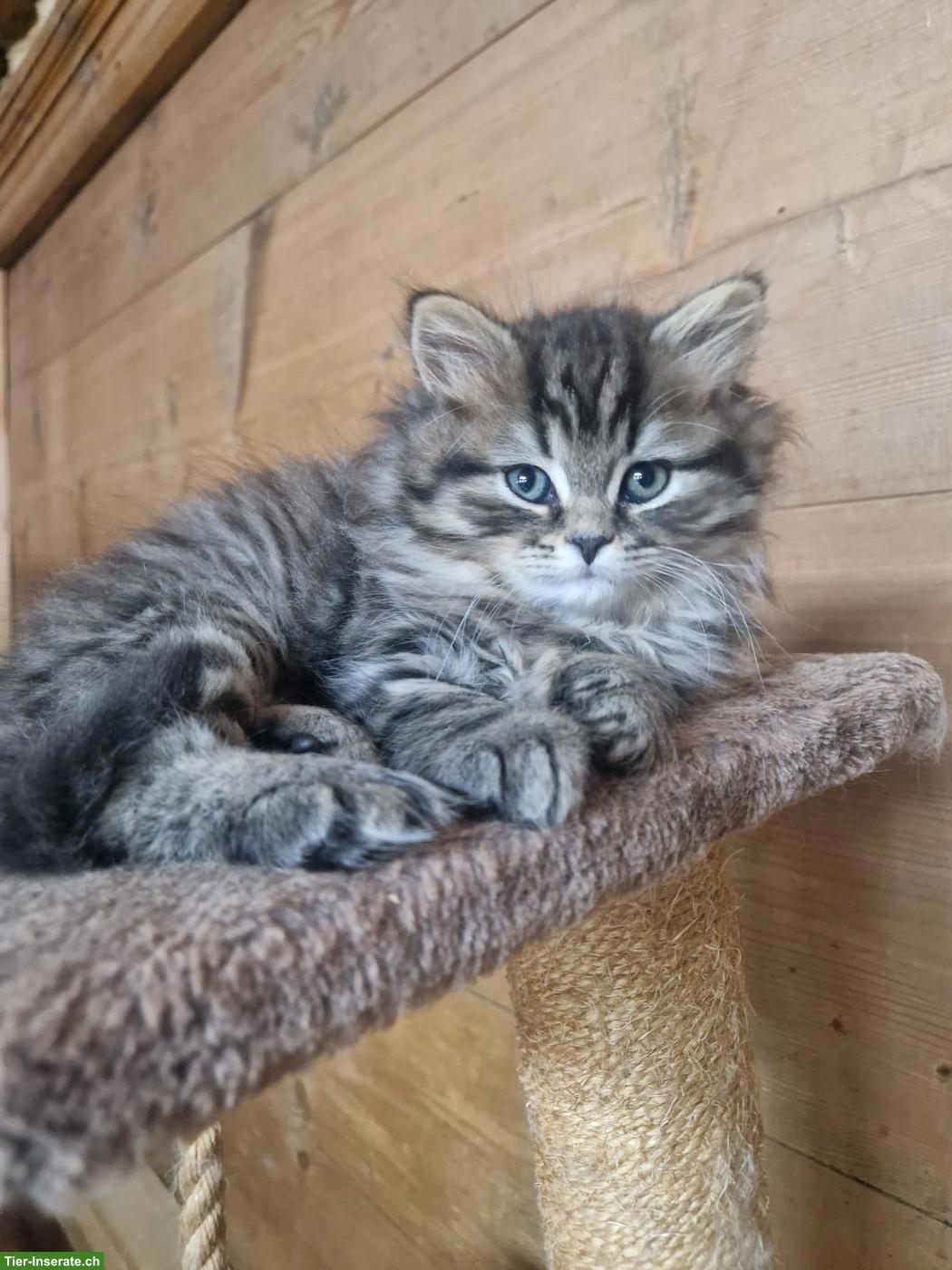 Bild 3: Junge Selkirk Rex Longhair x BLH Point (m/w) Kätzchen