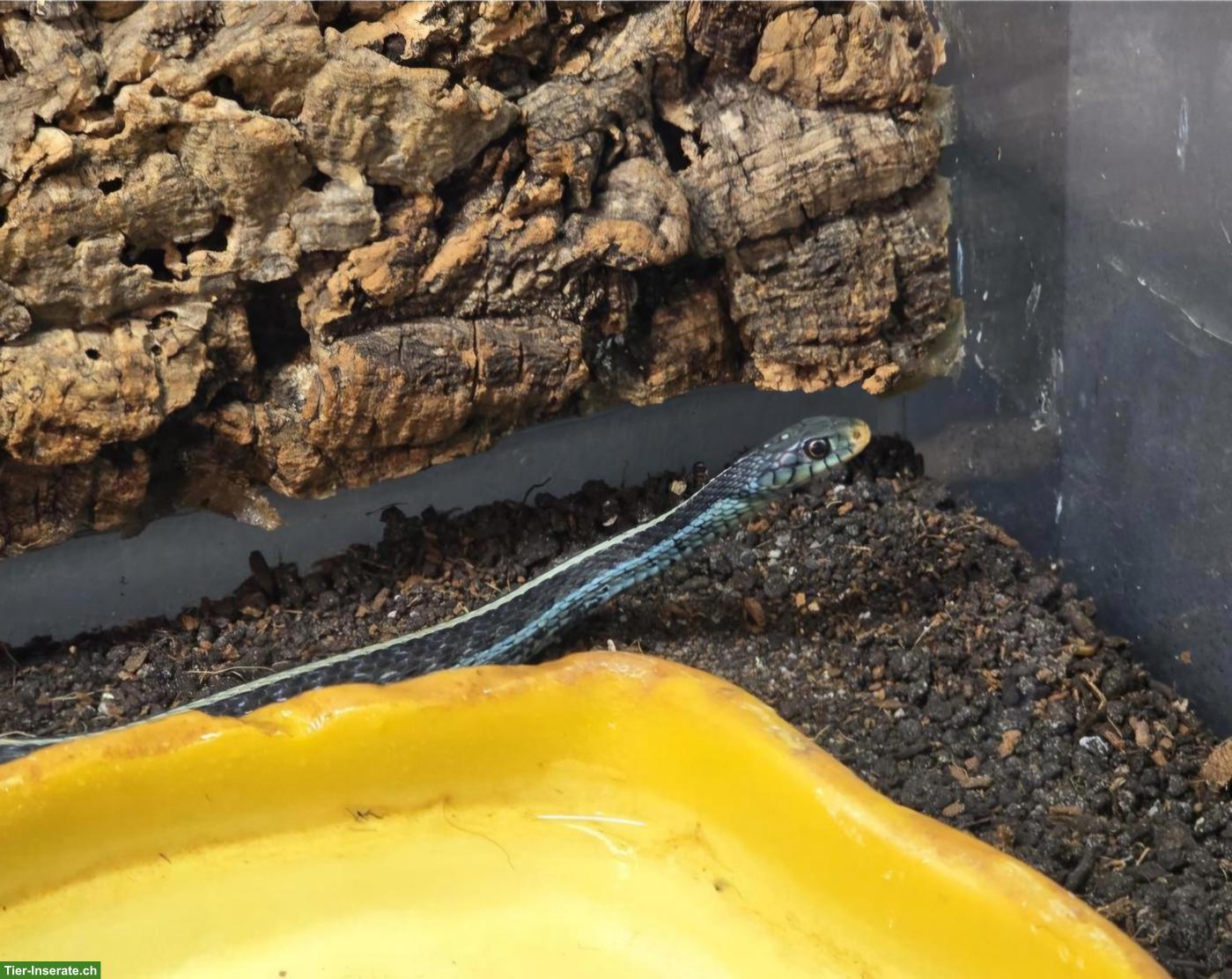 Thamnophis sirtalis similis 1.0 NZ23