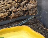 Thamnophis sirtalis similis 1.0 NZ23