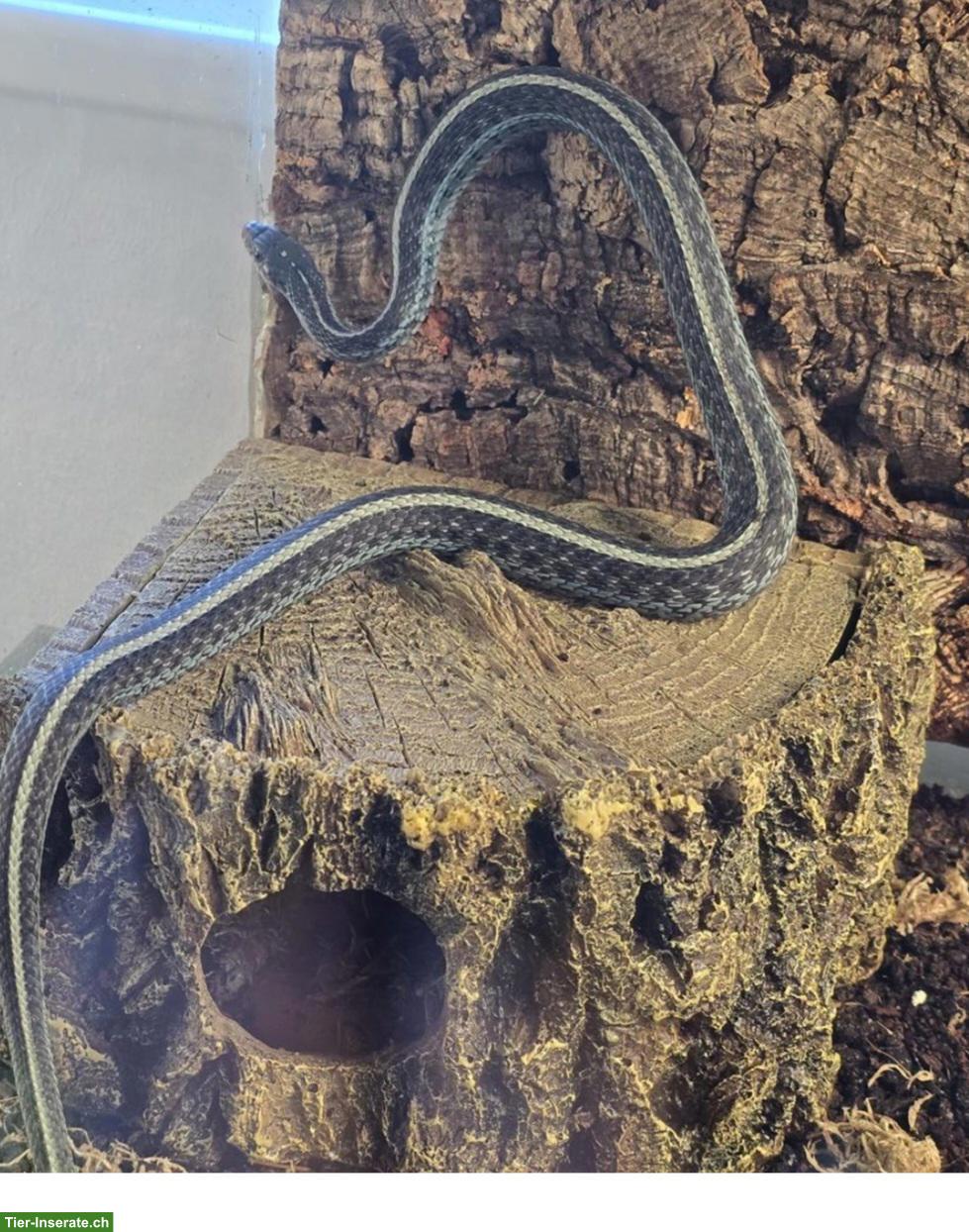 Bild 2: Thamnophis sirtalis similis 1.0 NZ23