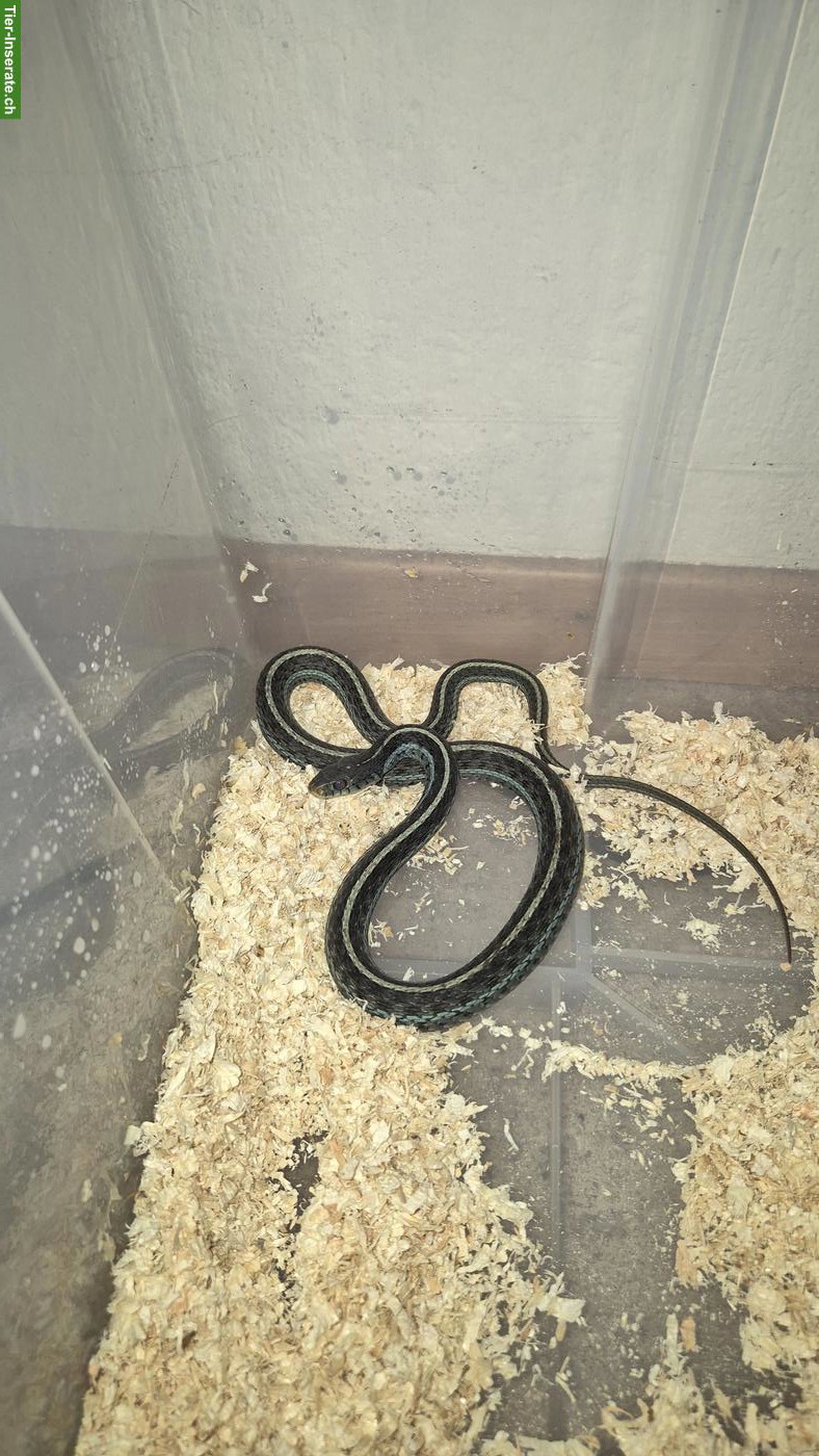 Bild 3: Thamnophis sirtalis similis 1.0 NZ23