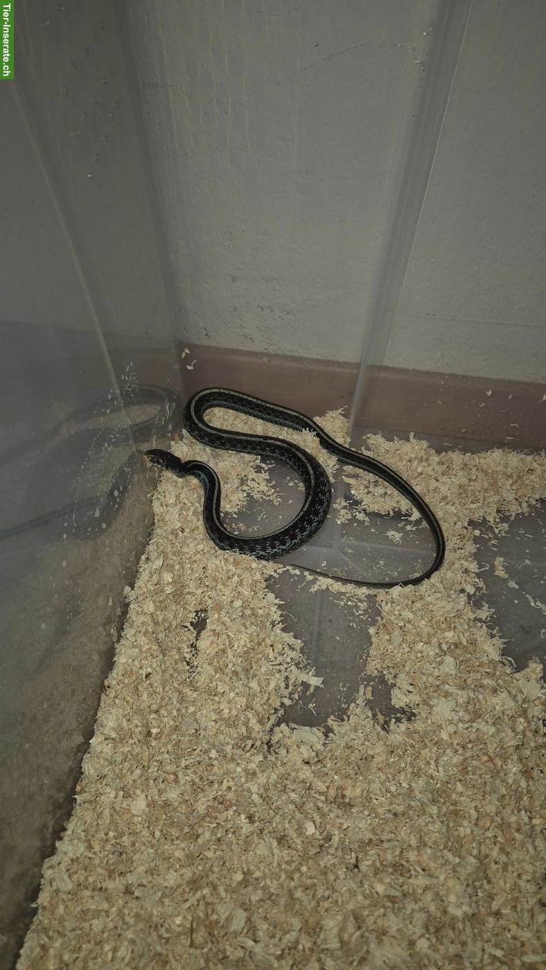 Bild 4: Thamnophis sirtalis similis 1.0 NZ23