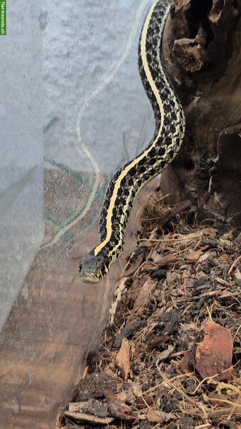 Thamnophis radix 1.0 NZ24, het. Nebraska albino
