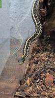 Thamnophis radix 1.0 NZ24, het. Nebraska albino