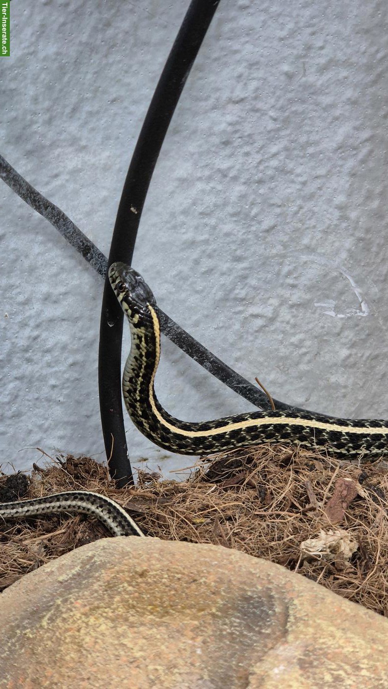 Bild 2: Thamnophis radix 1.0 NZ24, het. Nebraska albino