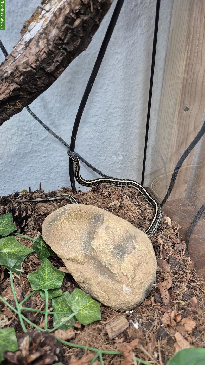 Bild 3: Thamnophis radix 1.0 NZ24, het. Nebraska albino