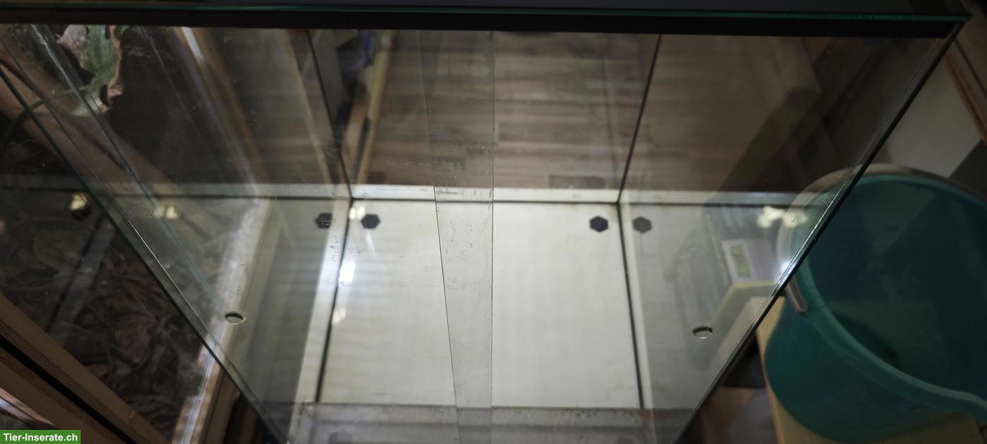 Bild 2: Glasterrarium 50x50x80cm zu verkaufen