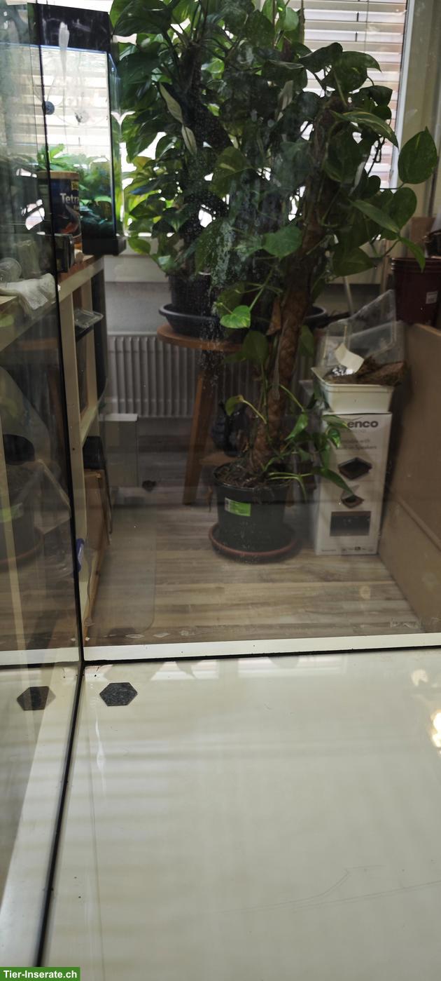 Bild 4: Glasterrarium 50x50x80cm zu verkaufen