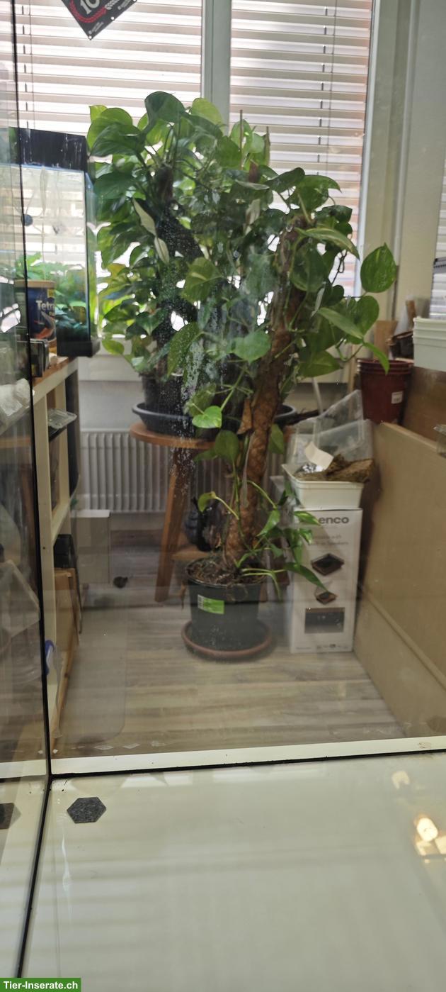 Bild 5: Glasterrarium 50x50x80cm zu verkaufen