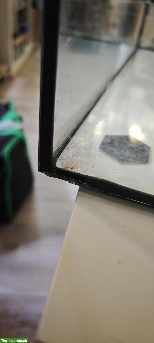 Bild 6: Glasterrarium 50x50x80cm zu verkaufen