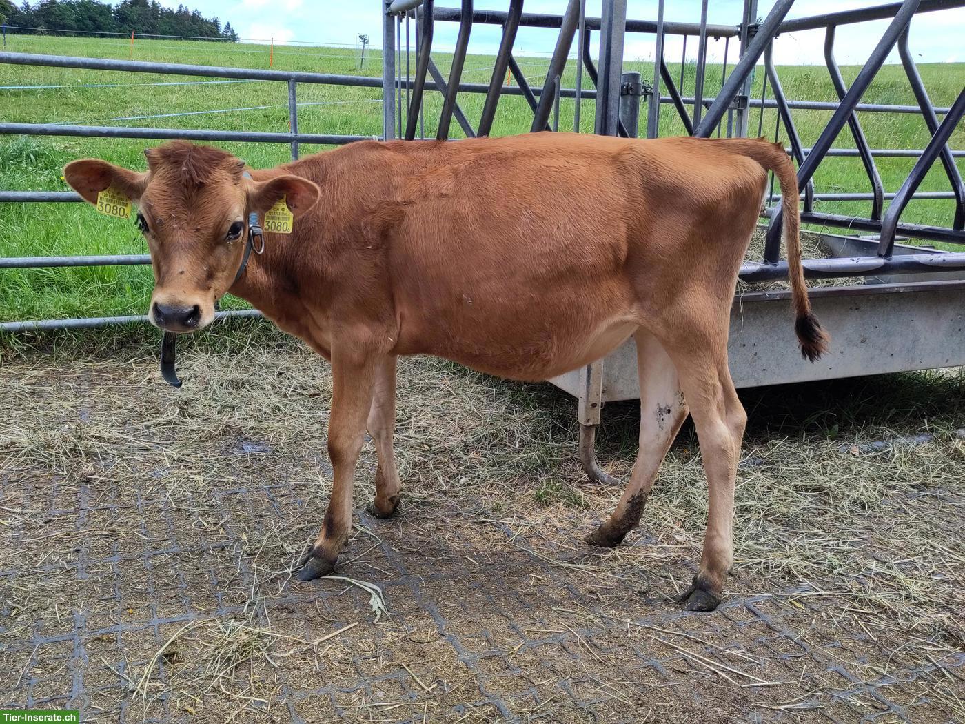 Junges Jersey Rind zu verkaufen