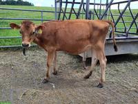 Junges Jersey Rind zu verkaufen