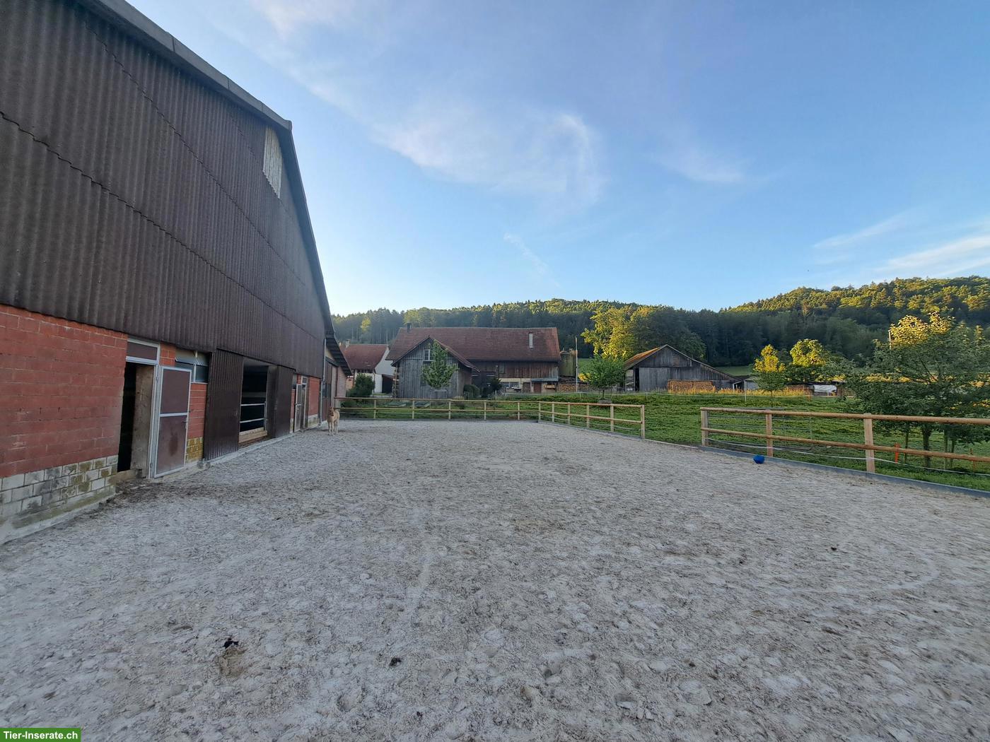 Bild 5: Offenstallplatz in der Region Winterthur/Frauenfeld