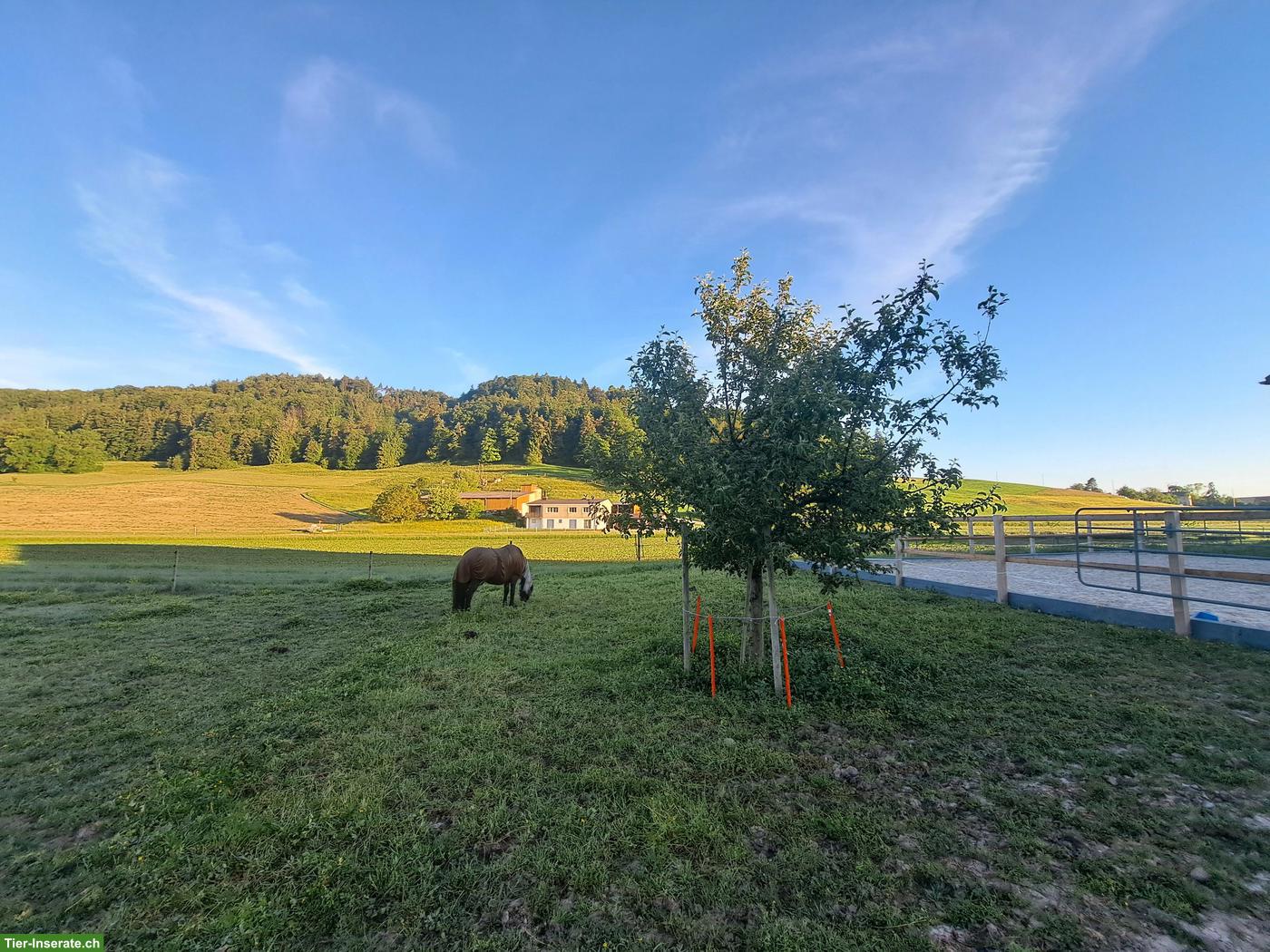 Bild 6: Offenstallplatz in der Region Winterthur/Frauenfeld