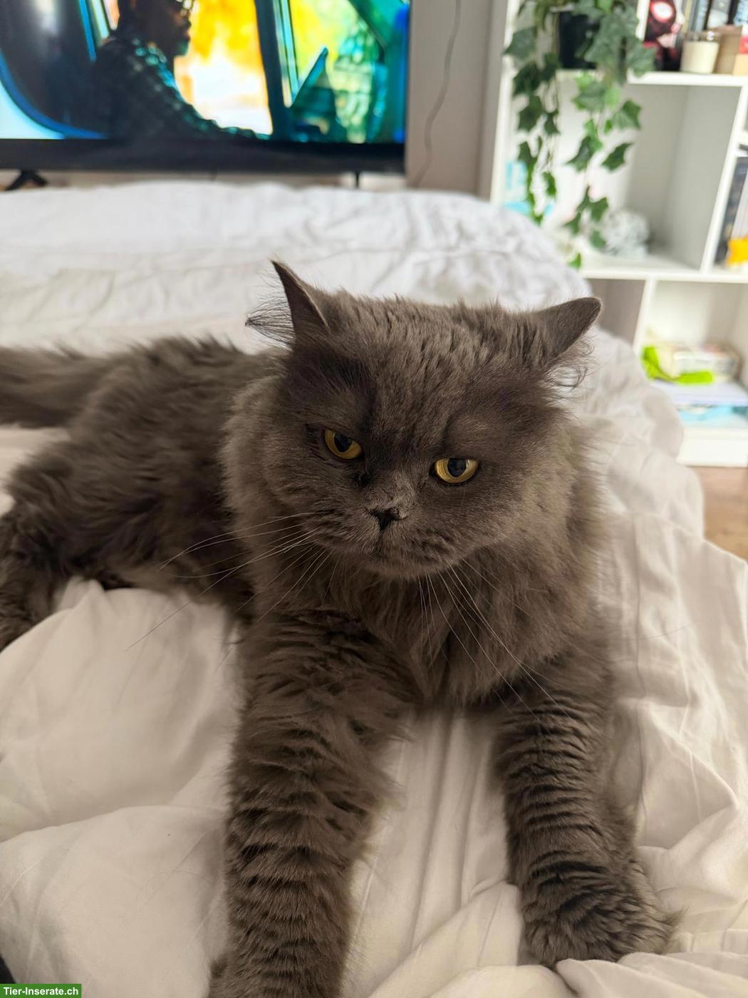 4-jährige Britisch Kurzhaar Katze abzugeben