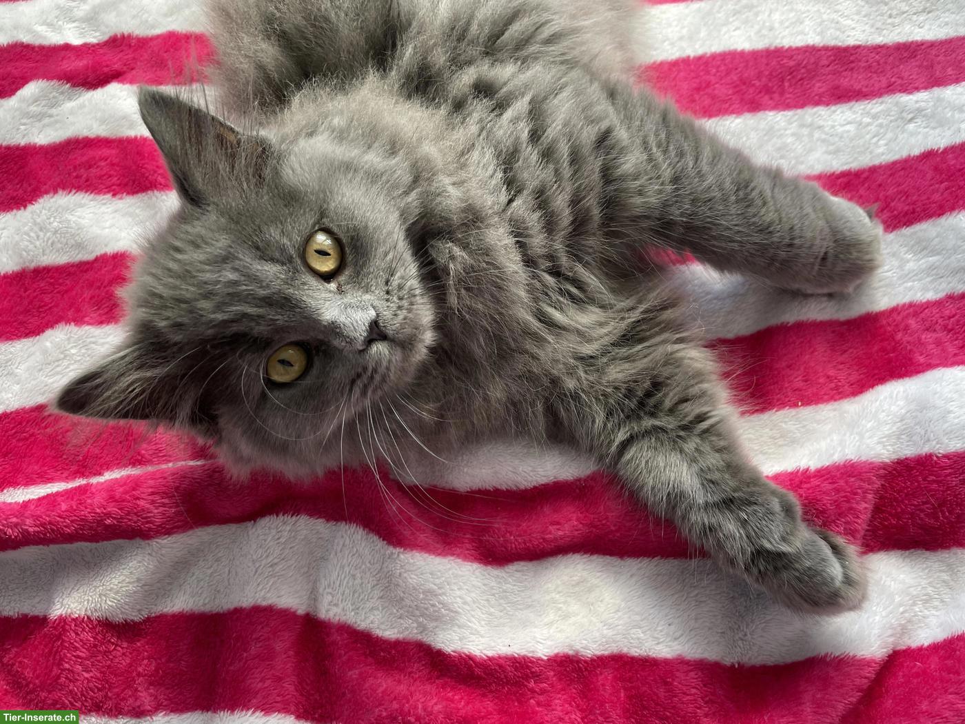 Bild 2: 4-jährige Britisch Kurzhaar Katze abzugeben