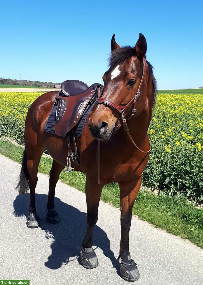 Bild 2: Deuber Sattel "El Campo" zu verkaufen