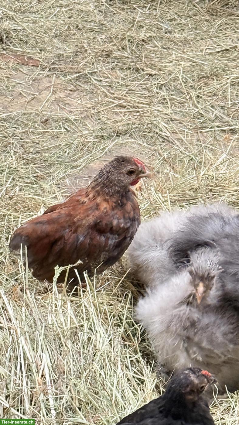 Serama x Seidenhuhn Mix Hähnchen