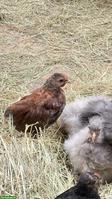 Serama x Seidenhuhn Mix Hähnchen