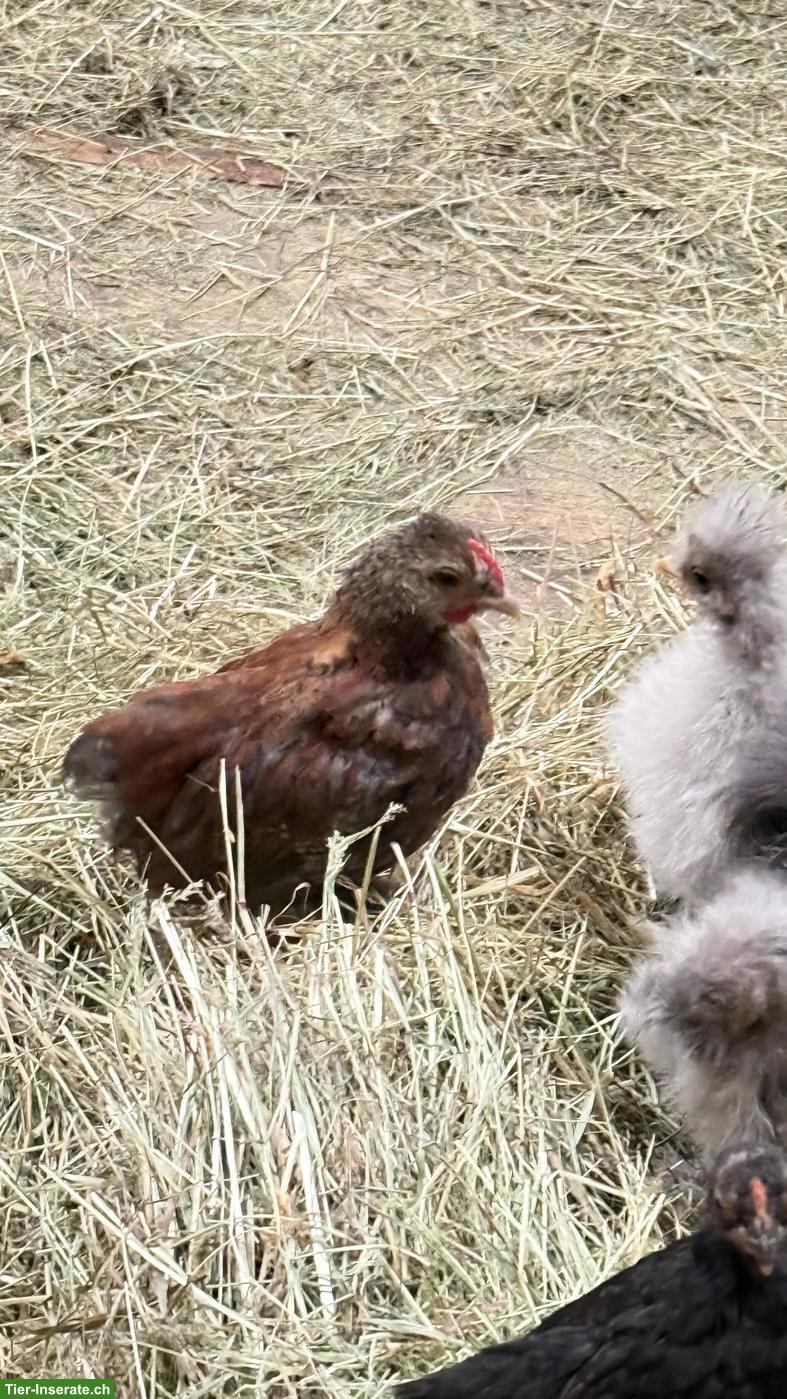 Bild 2: Serama x Seidenhuhn Mix Hähnchen