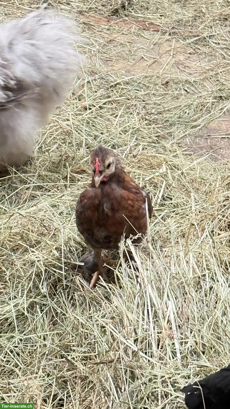 Bild 3: Serama x Seidenhuhn Mix Hähnchen