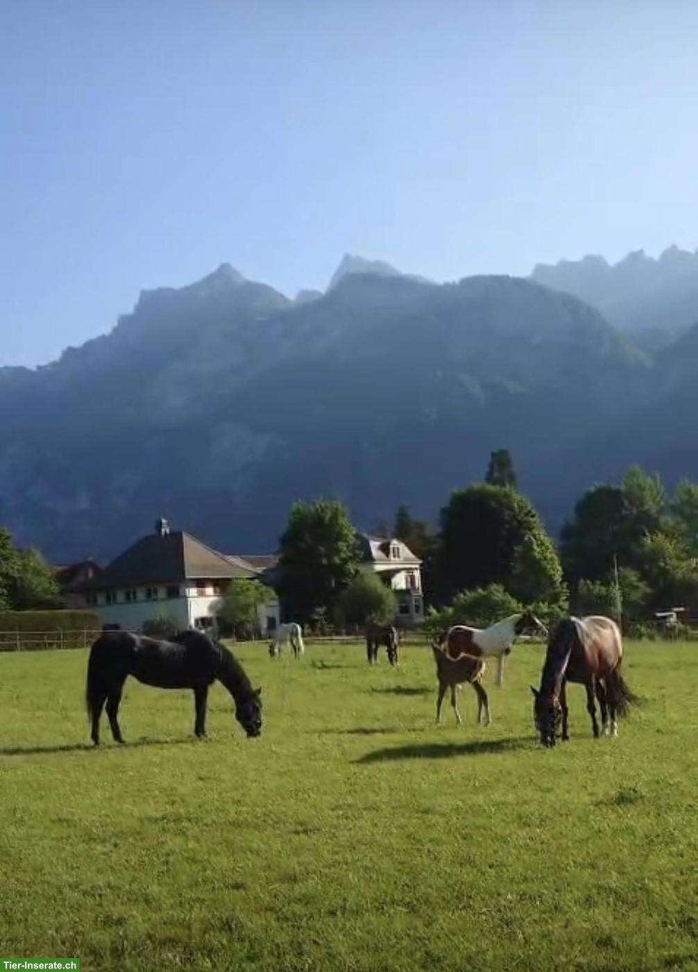 Bild 2: Pferdehof Bünte Flums