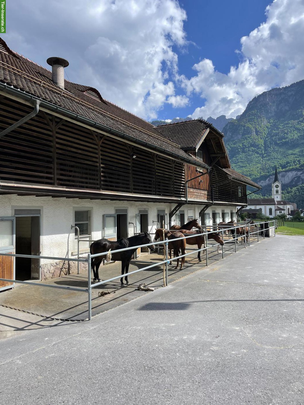 Bild 3: Pferdehof Bünte Flums