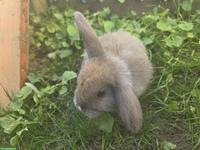 Zwergkaninchen Babys für Aussenhaltung