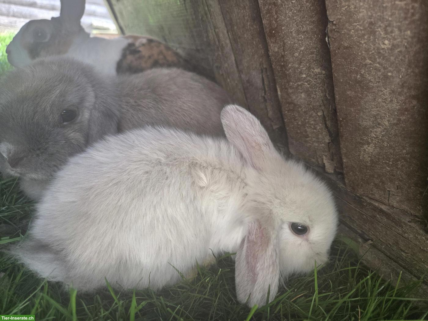 Bild 3: Zwergkaninchen Babys für Aussenhaltung