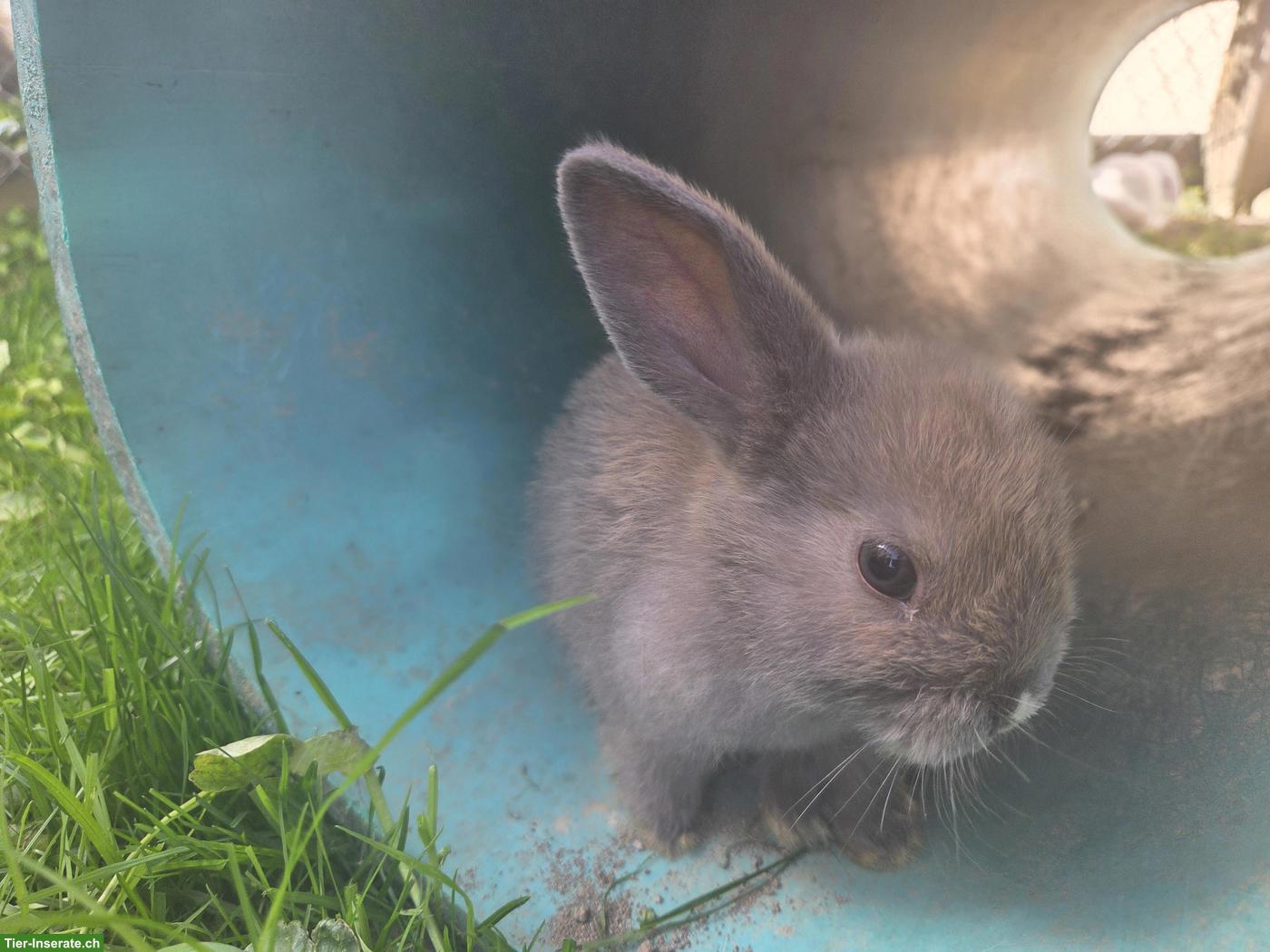 Bild 4: Zwergkaninchen Babys für Aussenhaltung